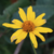 SuperRoxy :iconsuperroxy: