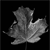:iconsuperseniorps1: