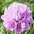 :iconsupersixten:
