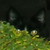 :iconsupersockmonkey: