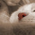 :iconsuperviky: