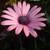 :iconsurfer-babe: