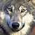 :iconsurfincow: