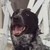 :iconsurprisedogplz: