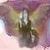 :iconsurrealvisions: