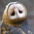 :iconsusan-the-hedgehog1: