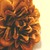 :iconsusanneloland: