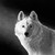 :iconsusanofbend: