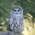 :iconsusanvradenburgh: