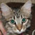 :iconsushi18: