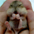 :iconsusie-snaper:
