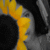 :iconsusiesue: