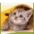 :iconsuthibdomui: