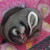 :iconsuzialfredshin: