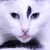 :iconsuzie84: