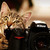 :iconsvdow91: