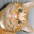 :iconswaggawolf: