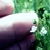 :iconswak1994: