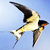 :iconswallow-bam: