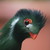 :iconswallow6: