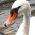 :iconswangirle64: