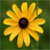 :iconswansflight: