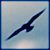 :iconswansperspective: