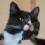 :iconswedishdragon: