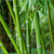 :iconsweedishbamboo: