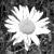 :iconSweet-Azure: