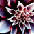 :iconsweet-mango22:
