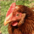 :iconsweet-pea13: