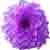 :iconsweet-pickle: