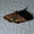 :iconsweet-release: