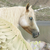 :iconsweet-roses: