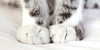 :iconsweet-things-club: