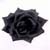 :iconsweetasthyblackrose: