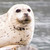 :iconsweetcharades: