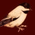 :iconsweetchickadee: