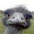 :iconsweetchicken2009: