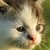 :iconsweetfeathercpi: