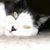 sweetlittleangeleyes :iconsweetlittleangeleyes: