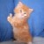 :iconsweetlittlecat: