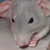 :iconsweetness666: