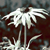 :iconsweetnovella: