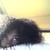 :iconsweetpeafashions: