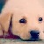 :iconsweetpooch: