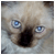 :iconsweets1mpl1c1ty: