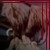 :iconsweetsugar01: