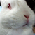:iconsweetysara: